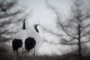 Red-crowned crane