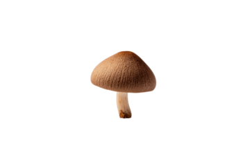 Single brown mushroom with textured cap isolated on black background fungus stem