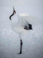 Red-crowned crane