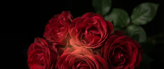 Obraz premium Close up view of a cluster of deep red roses with velvety petals subtly illuminated against a very dark setting showing some green leaves flower bloom blossom romantic floral nature