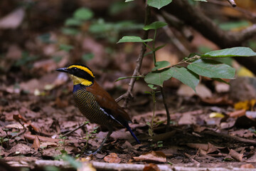 A stunning display of colors from the endemic Javan Banded Pitta.