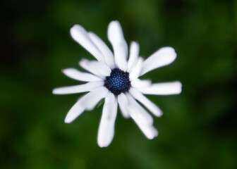 blue daisy flower