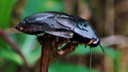 Gisborne cockroach resting on a small branch surface, close up of a large wingless roach species.