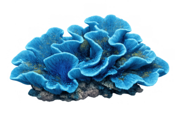 Blue coral marine life. Vibrant underwater reef ecosystem showing healthy aquatic natural environment