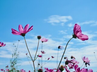 Pink cosmos flowers are in a flower field against a clear blue sky. It's a beautiful, natural scene.