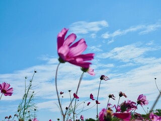 Pink cosmos flowers are in a flower field against a clear blue sky. It's a beautiful, natural scene.