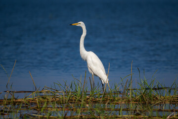 Obraz premium A long-necked white bird stands by the water's edge, searching for food.