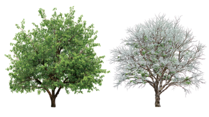 Two same acacia trees side by side one representing summer one winter on transparent background