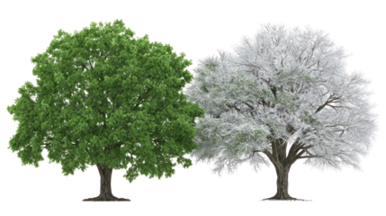 Two same ash trees side by side one representing summer with green leaves on transparent background