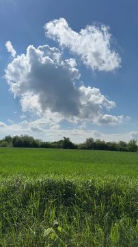 Green field and blue sky with beautiful clouds, vertical video.