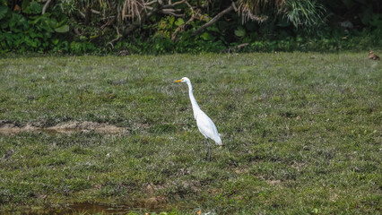 Elegant Egrets in Pui O Wetland Habitat Oct 25 2025