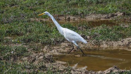 Fototapeta premium Elegant Egrets in Pui O Wetland Habitat Oct 25 2025