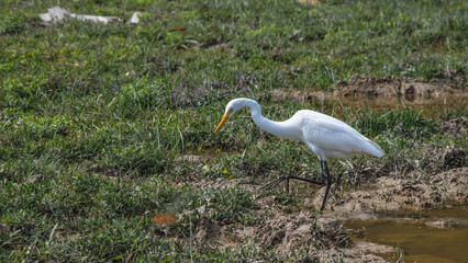 Fototapeta premium Elegant Egrets in Pui O Wetland Habitat Oct 25 2025