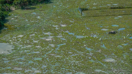 Water Buffalo Grazing Peacefully in Pui O Wetlands Oct 25 2025