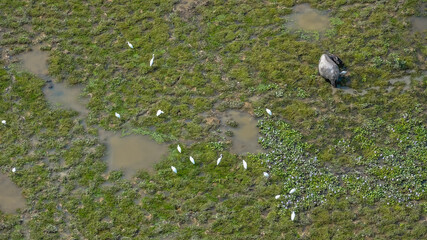 Elegant Egrets in Pui O Wetland Habitat Oct 25 2025