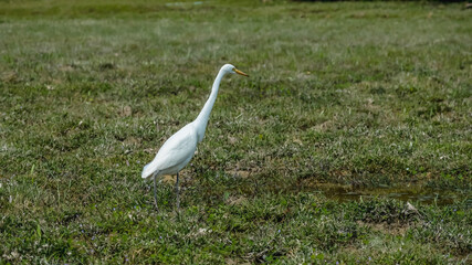 Elegant Egrets in Pui O Wetland Habitat Oct 25 2025