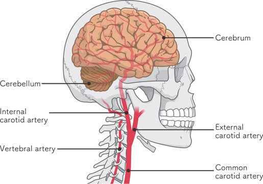 脳の動脈のイラスト、Arteries of the brain、illustration