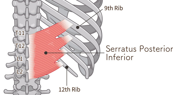 下後鋸筋のイラスト、Serratus Posterior Inferior illustration