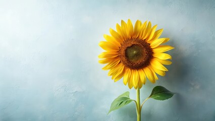 A single vibrant sunflower against a serene light blue backdrop, symbolizing summer's warmth and nature's simple beauty