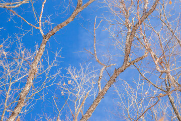 Obraz premium Winter Branches Against Deep Blue Sky