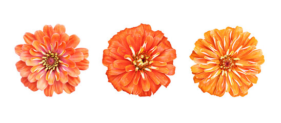 collection of orange zinnia flower isolated on white background with clipping path