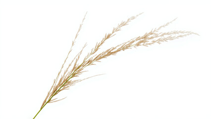 Golden Wheat Isolated on White Background