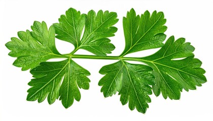 Close-up of vibrant green, feathery parsley sprig, isolated