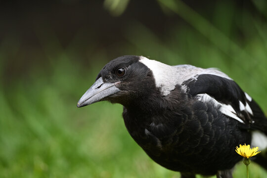 Side view of an inquisitive juvenile Australian magpie standing in a grassy yard, with a dandelion flower in the foreground, its head slightly tilted