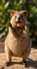 Small marsupial displays expressive excitement with paws raised outdoors