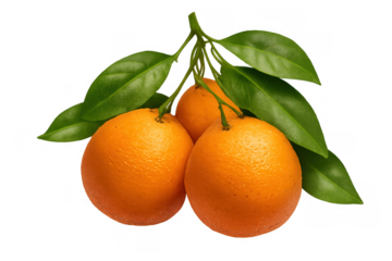 Fresh oranges hanging on a leafy stem, showing organic citrus fruit picked directly from the tree