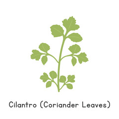 Cilantro (Coriander Leaves) Flat Cartoon Vector Illustration Isolated on White Background