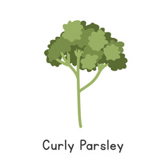 Curly Parsley Flat Cartoon Vector Illustration Isolated on White Background
