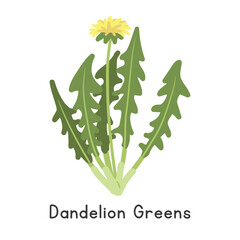 Dandelion Greens Flat Cartoon Vector Illustration Isolated on White Background