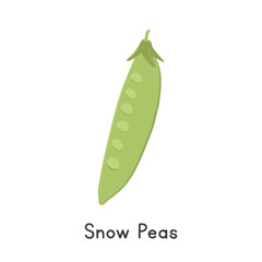 Snow Pea Vector Illustration. Snow Pea Cartoon Clipart, Vegetable in Flat Style. Also called Mangetout, Chinese Pea Pod, or Pisum sativum var. saccharatum. Legume Concept. Common Vegetable Vector Desi