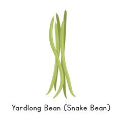 Yardlong Bean or Snake Bean Vector Illustration Cartoon Clipart, Vegetable in Flat Style. Also called Chinese Long Bean, Pea Bean, Long-podded Cowpea, Bodi, Borboti, or Bora. Legume Concept. Common Ve
