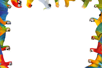 Colorful parrots image frame isolated on transparent background png file