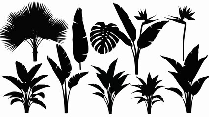 Collection of tropical plant silhouettes isolated on white background.