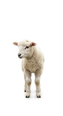 Obraz premium Young domestic sheep stands centered against a bright white background