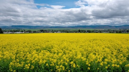 Obraz premium Vibrant yellow canola field under dramatic clouds in a picturesque rural landscape with distant mountains and lush greenery surrounding the area
