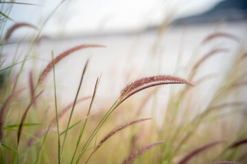 Natural landscape of a golden wheat field and green grass swaying in the wind during summer agriculture farming