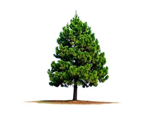Vivid green evergreen tree on a brown base against pure white backdrop
