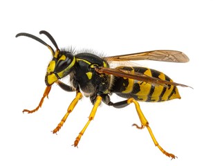Vivid insect with yellow and black markings, set against white