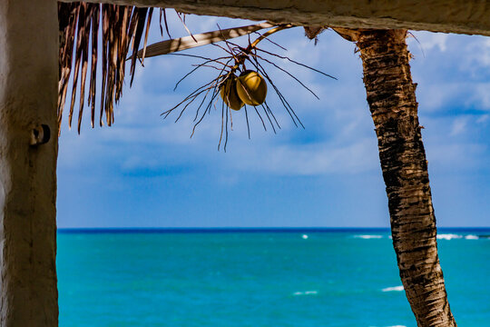 Coco, coqueiro, praia, areia, mar, oceano