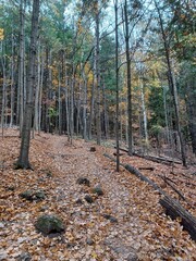 Autumn forest hiking path yellow leaves