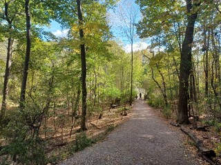 Autumn Foliage In Botanical Garden
