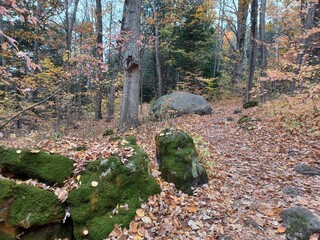Autumn forest hiking path yellow leaves