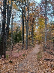 Autumn forest hiking path yellow leaves