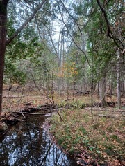 Small stream flows dense autumn forest
