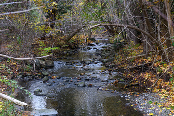 Golden autumn leaves cover the banks of a flowing stream