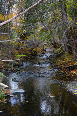 Golden autumn leaves cover the banks of a flowing stream